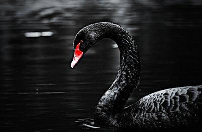 黑天鹅最新技能爆料是什么,颠覆传统,引领未来